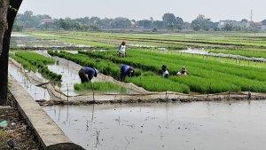 20250622_Petani-di-Kendal-tengah-mempersiapkan-bibit-padi_1.jpg