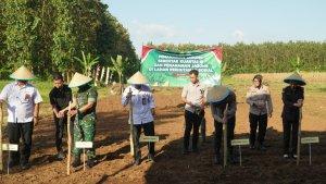 20250710_tegal-tanam-jagung.jpg