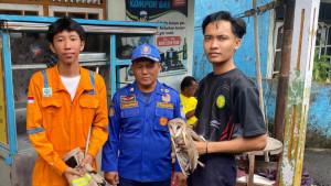 20250910_Evakuasi-burung-hantu-jenis-Tyto-Alba.jpg