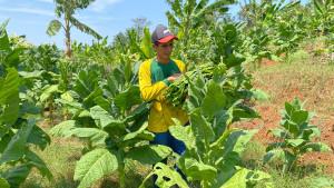 20250918_Petani-tembakau-di-Desa-Menawan-Kecamatan-Gebog-Kabupaten-Kudus_1.jpg