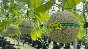 20250927_melon-premium-di-greenhouse-Desa-Wisata-Pagak.jpg