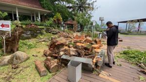 20250930_pohon-tumbang.jpg
