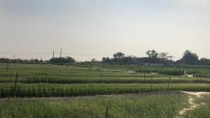 20250930_sawah.jpg