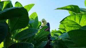 20251002_LADANG-TEMBAKAU-Khoirul.jpg