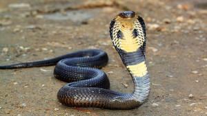 20251006_Ular-Kobra-di-Klaten.jpg