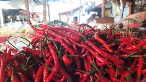 20251006_cabai-merah.jpg