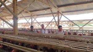 20251010-_-Bapanas-Cek-Penyaluran-Jagung-SPHP-di-Kendal.jpg