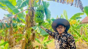 20251016_Paidar-Baktiarso-menunjukkan-Pisang-Cavendish.jpg