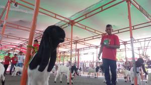 20251018KONTES-EMBEK-Sejumlah-kambing-peranakan-etawa.jpg