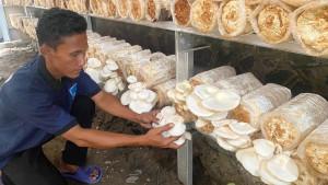 20251021_Panen-Jamur-Napi-Brebes.jpg