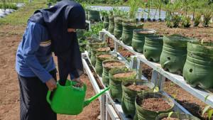 20251021_URBAN-FARMING-di-Kota-Pekalongan_1.jpg
