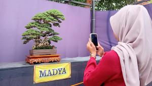 20251023_Pengunjung-mendokumentasikan-bonsai-Santigi-kelas-madya-di-Kudus_1.jpg