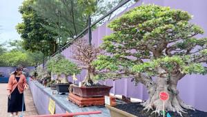 20251025_PAMERAN-BONSAI.jpg