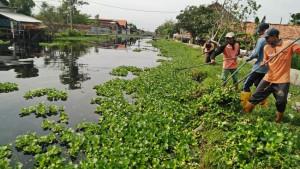 20251030-_-Pembersihan-Eceng-Gondong-di-Sungai-Bermi-Pekalongan.jpg
