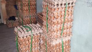 20251103_Harga-Telur-ayam-ras.jpg