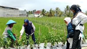 20251106-_-Pemanfaatan-Pematang-Sawah-untuk-Hortikultura-di-Wonosobo.jpg