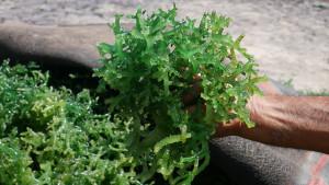 20251107_Rumput-Laut-Kecamatan-Karimunjawa-Jepara_1.jpg