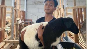 20251120_Peternak-domba-Muhammad-Difa-tegal.jpg