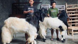 Kambing-bernama-Baron-memiliki-berat-yang-tidak-biasa-yakni-mencapai-140-kilogram-di-Tegal.jpg