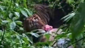Klarifikasi-Polisi-Soal-Video-Viral-Warga-Dimangsa-Harimau-Ternyata-Kecelakaan-di-Pati.jpg