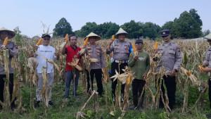 PANEN-JAGUNG-Jajaran-Polsek-Kota-Kudus.jpg