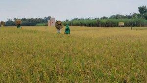 Para-pekerja-mengangkut-hasil-panen-petani-di-Karanganyar.jpg