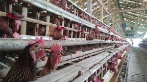 Peternakan-ayam-petelur-di-Desa-Gribig-2.jpg