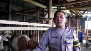 Seputar-Polri-Aiptu-Agus-Prasojo-inspirasi-warga-dengan-beternak-kambing-setelah-bekerja.jpg