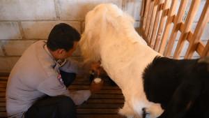 Seputar-Polri-Brigadir-Revangga-kembangkan-peternakan-kambing-etawa.jpg