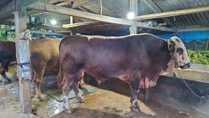 Tiga-Sapi-jumbo-milik-Azis.jpg