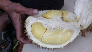 durian-lokal-khas-Desa-Lemahabang-1.jpg