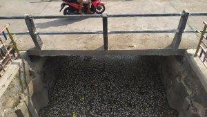 ikan-kolam-retensi-semarang-mati.jpg