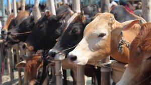 ilustrasi-sapi.jpg
