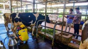 peternak-sapi-perah-masih-memerlukan-dukungan-serius.jpg