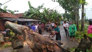 pohon-mahoni-kebumen-roboh.jpg