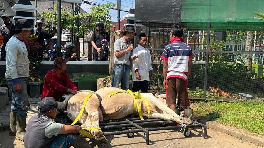 Iduladha 2025, Pemkab Wonosobo Salurkan 5 Sapi dan 50 Domba