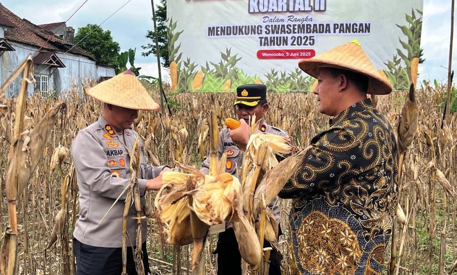 Panen Raya Jagung Serentak di Wonosobo Capai 20 Ton, Hasil Tanam 12 Januari 2025