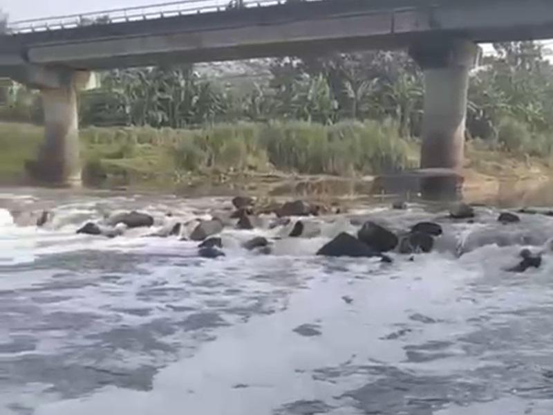 Pabrik Diduga Buang Limbah ke Sungai Klawing, DLH Lakukan Investigasi
