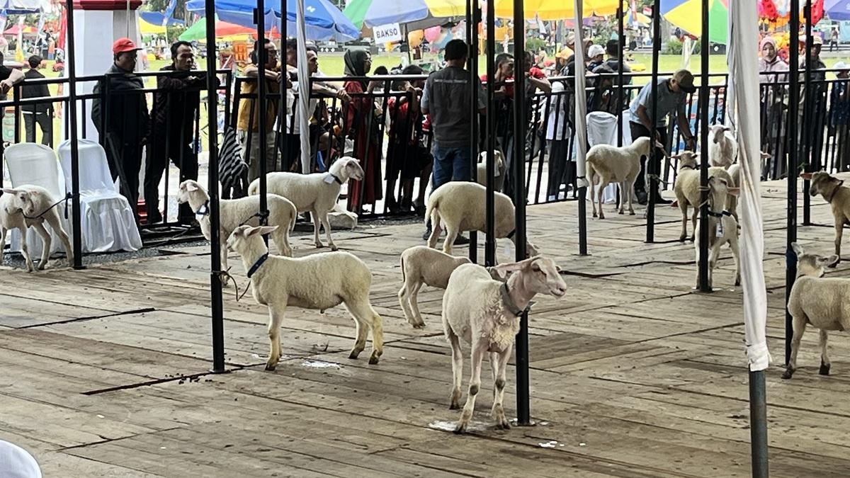 Kontes Domba Wonosobo Kembali Digelar, Harga Domba Bisa Naik 4 Kali Lipat Jika Menang 