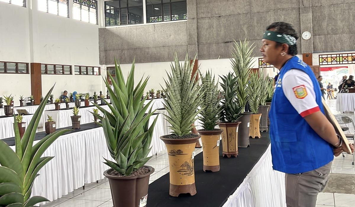 Kontes Nasional Sansevieria 2025, Wonosobo Perkuat Posisi Sebagai Sentra Tanaman Hias Lidah Mertua