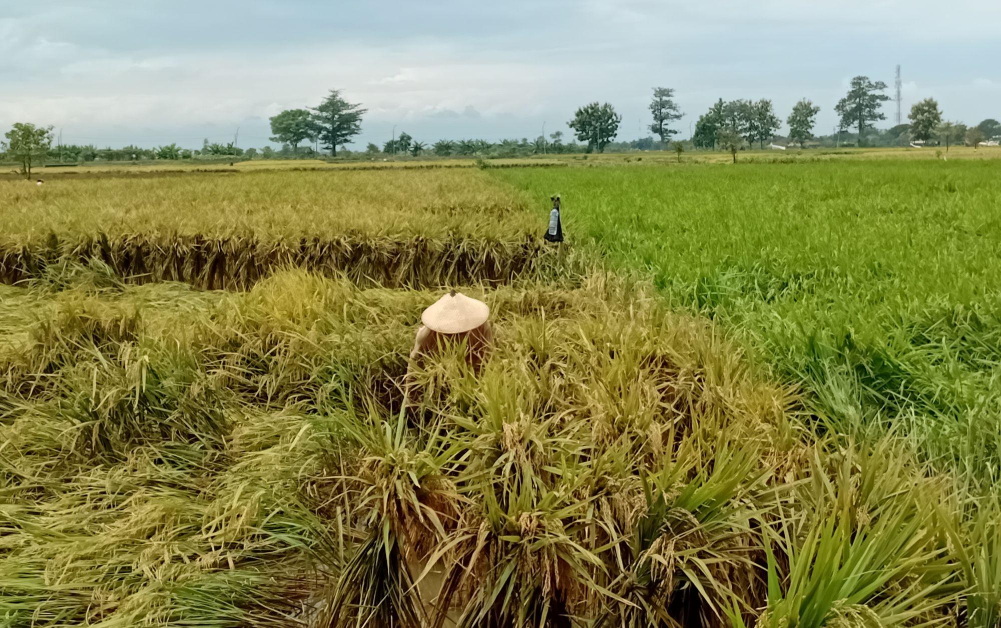 SE Larangan Jebakan Tikus Listrik di Kudus Resmi Diterbitkan