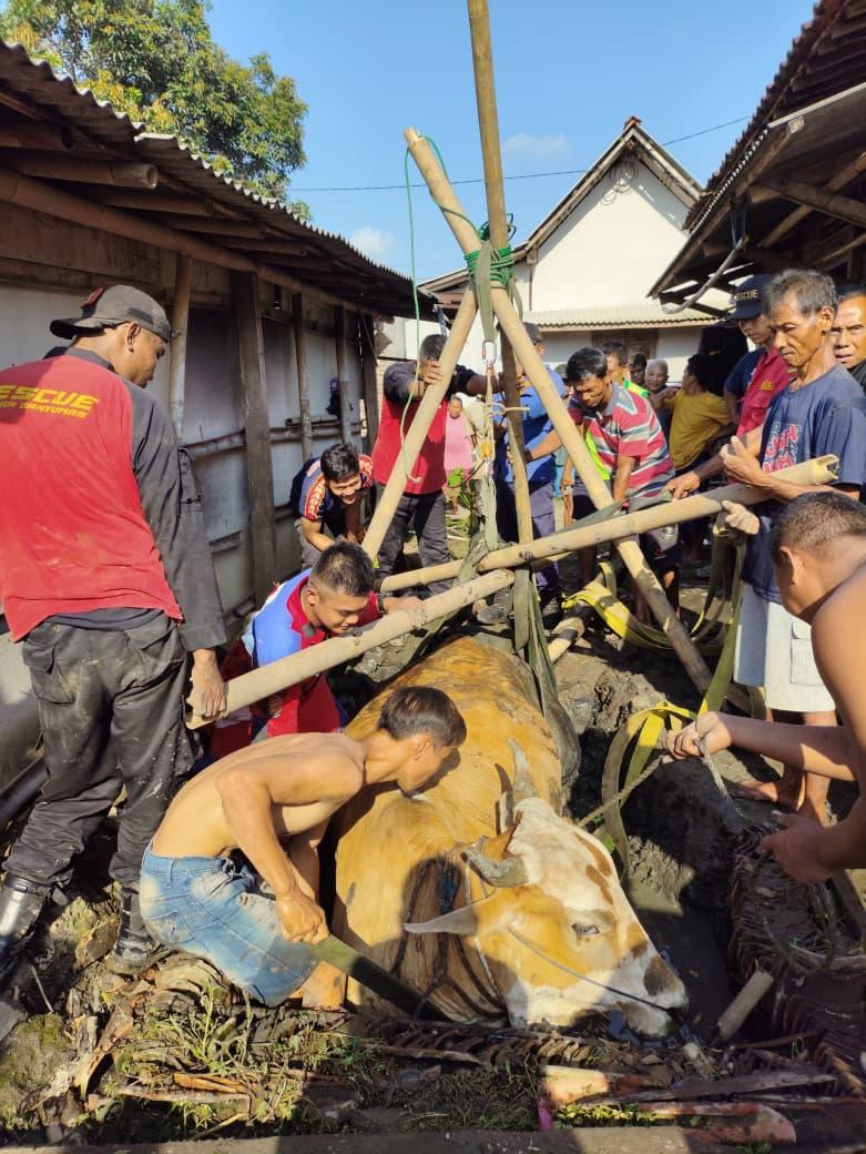 Damkar Banyumas Evakuasi Sapi Seberat Satu Ton Terjebak di Kubangan Lumpur Sejak Dini Hari