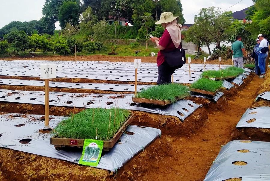 20251021-_-Uji-Varietas-Daun-Bawang-di-Wonosobo.jpg