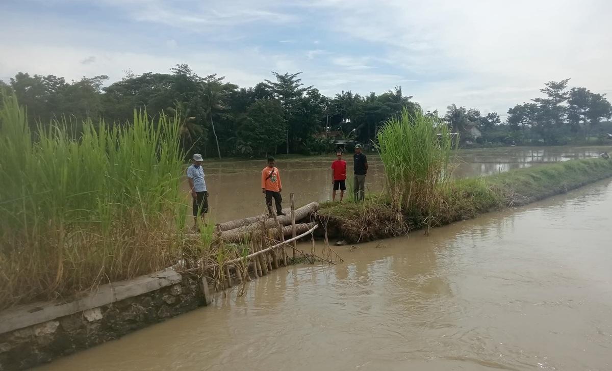 15 Hektare Sawah Terendam Karena Tanggul Sungai Klepu Payung Jebol di Kebumen
