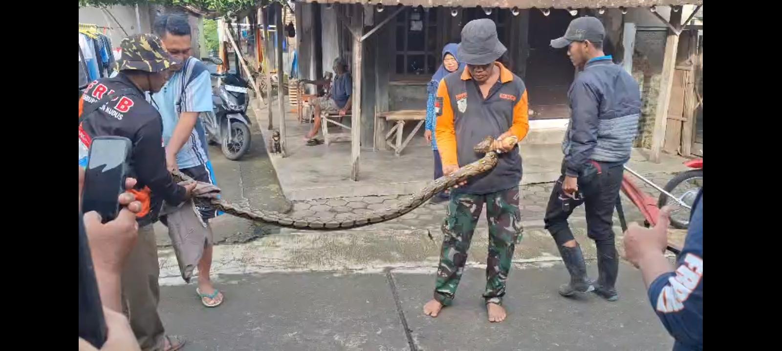 Relawan BPBD Kudus Evakuasi Piton Hampir 4 Meter di Permukiman Warga