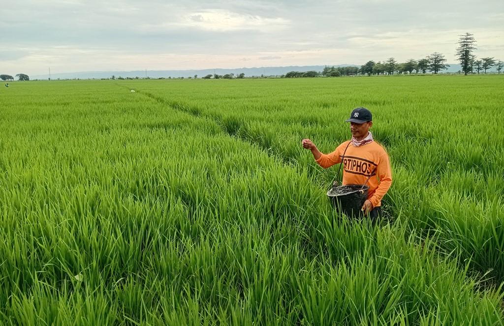 Dari Sawah Undaan, Optimalisasi Pupuk Dongkrak Swasembada Padi