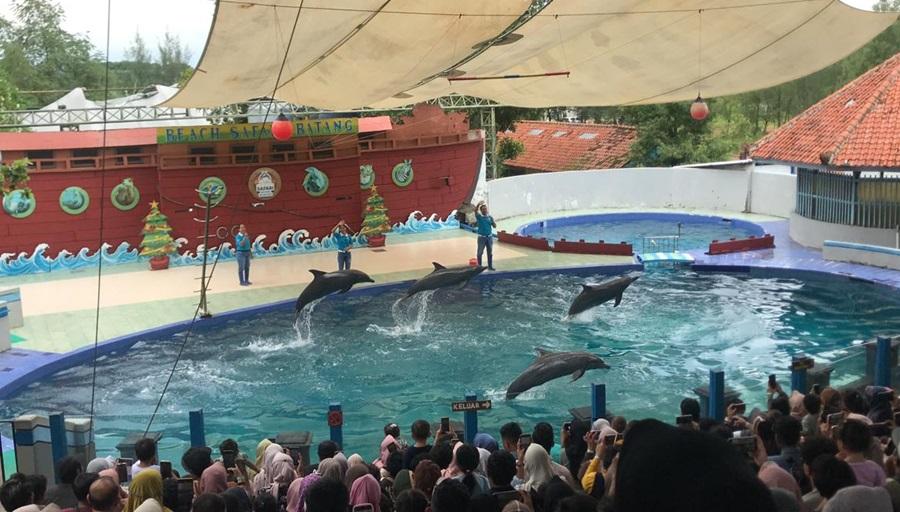 20260101-_-Atraksi-Lumba-lumba-di-Safari-Beach-Jateng.jpg