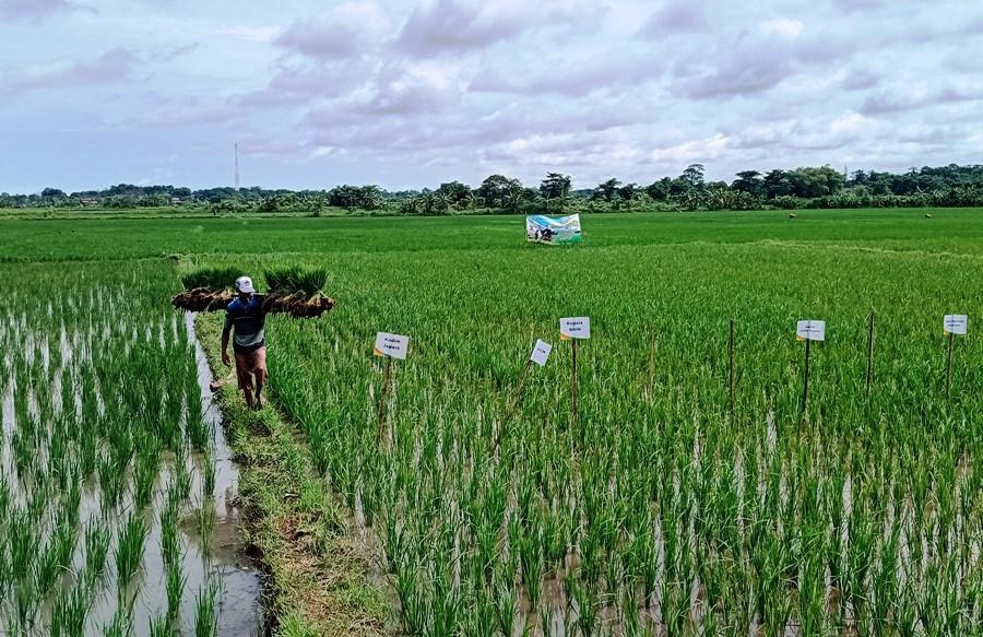 "Kami Hanya Ingin Bertahan dan Bisa Panen" Pilu Petani Pesisir Jepara Bertarung Melawan Rob