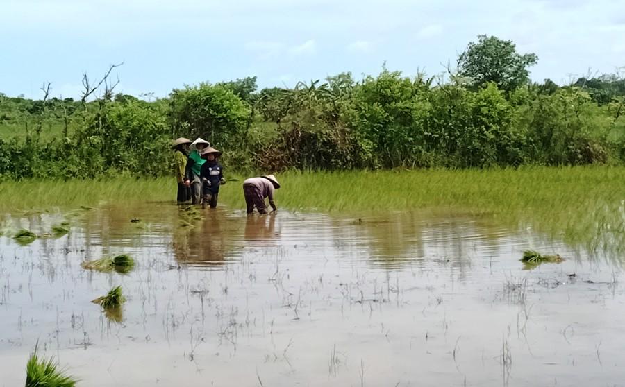 Padi Varietas Biosalin Diujicobakan di 22 Hektare Lahan Sawah Jepara
