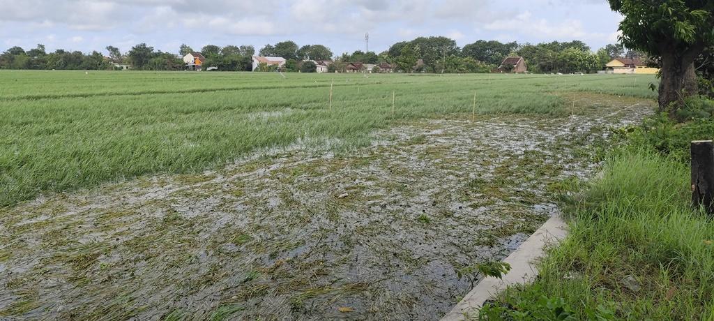 20260120_Sawah-Kebanjiran-di-Kebondalem.jpg